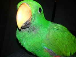 Crack on bottom beak - should i be worried?