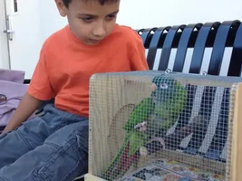 Blue crown conure with papilloma virus