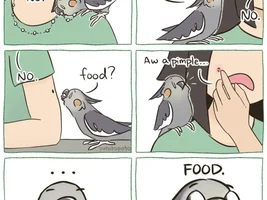 The best Bird meme!!