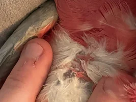 Galah Cockatoo - Dry Skin and Itching