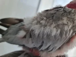 Galah cockatoo Feather issue