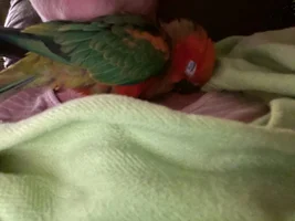 Do I have a red factor jenday conure?