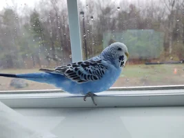 Rate the budgie names I picked out!