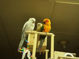 Can a Green Cheek Conure and a Quaker Parrot mix?