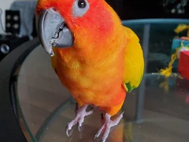 Turkey?