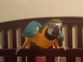 New member
