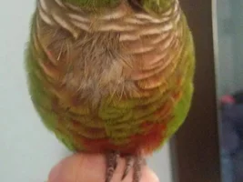 please help-conure plucking feathers