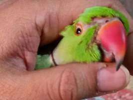 Feathers losing