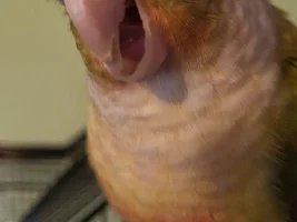 Teeko