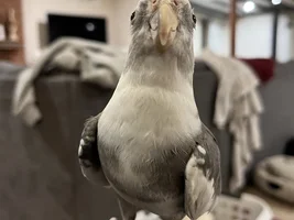 Hannah's little Parrots thread 🦜
