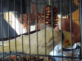 Amazon - possible fractured femur