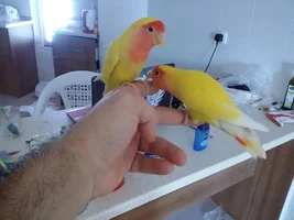 Urgent help about lovebirds' baby