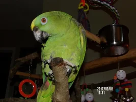 Chuckie really likes the new purch