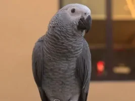 Meet My First Parrot!