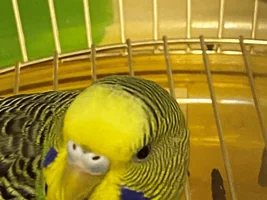 How can I know my 2 Lovebirds sex/gender