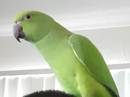 Wondering about the sex of my Ringneck