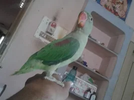 Parrot shower