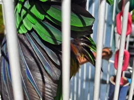 Wing feathers concern?