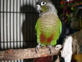 New Conure on Board! (Videos)