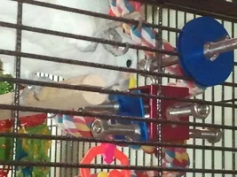 Zazu's new toy