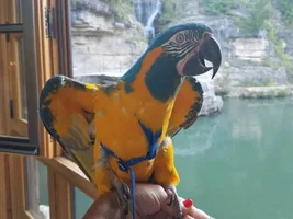 My Blue Throated Macaw, Oni