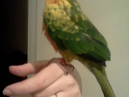 Baby Buttercup!