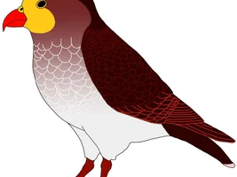 Parrots' evolution