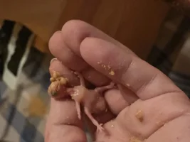 NEW BABY!  and tragedy but opportunity