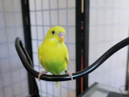 Help sexing my Clear Eye American Yellow budgie