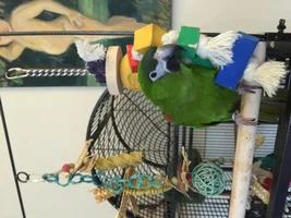 Recommendations for a play stand/perch...
