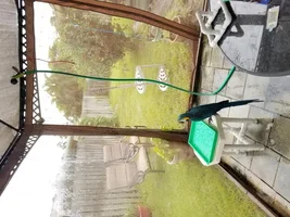 Is it weird my B&G hates water?