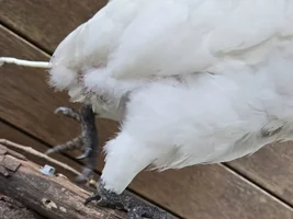 Baby Cockatoo feather and beak desease
