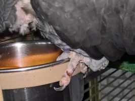 Help diagnosing toe issue for Timneh African Grey