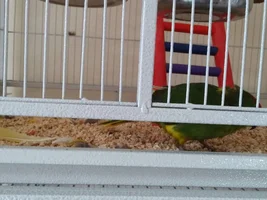 HELP! Is my bird (kakariki) feather plucking?