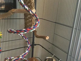 Preparing cage for my new GCC - how’d I do?