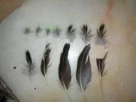 Feathers dropping?