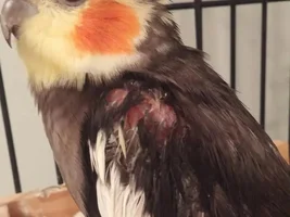 Feather plucking?
