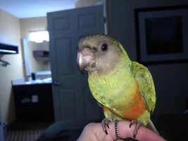 Introducing Killer Kane!