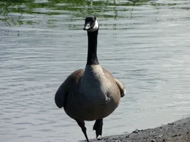 Potter Marsh birding photos!