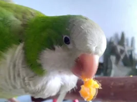 Laura's Flock Thread