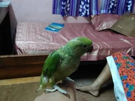 Baby parrot