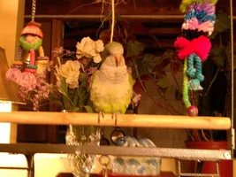 New Sun Conure parent