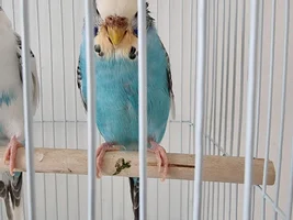 Brown staining around cere and face plezse help