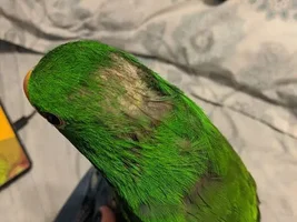 Balding and feather concerns