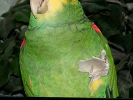 2wks w/Oscar - Food Suggestions?