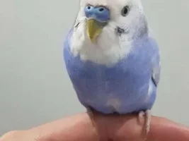 Jeff's belated gotcha day