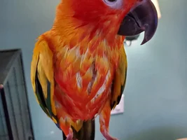 Wet birdies!