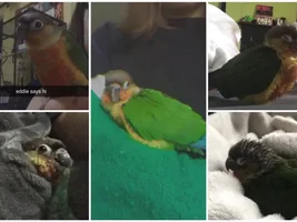 Me and my family are a little unsure of our conures breed?