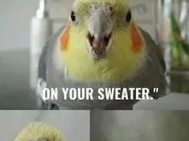 The best Bird meme!!