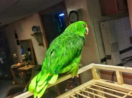 panama or yellow naped?